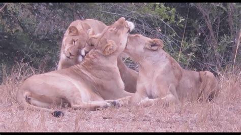 Amazing lion social behaviour (Kruger National Park, South Africa) - YouTube