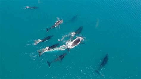 WA’s humpback whale migration season begins | Mandurah Mail | Mandurah, WA