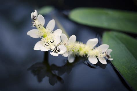 Water Hawthorn Photograph by Priya Ghose - Fine Art America