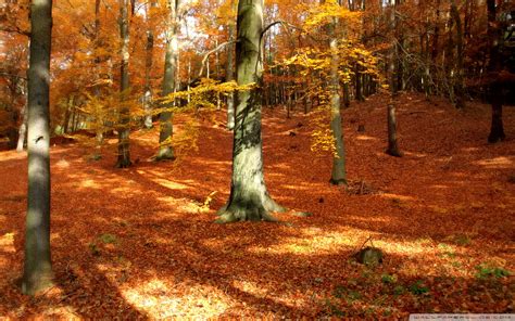 🔥 [90+] Autumn Forest Wallpapers | WallpaperSafari