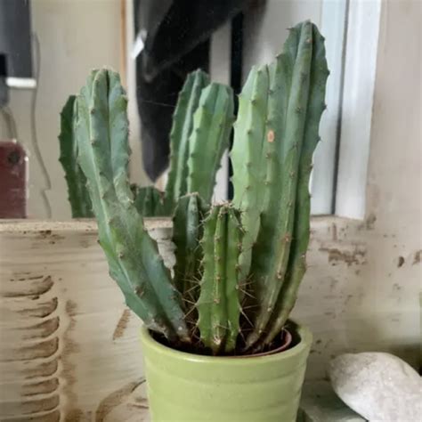 How to Take Care of a Cactus