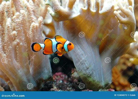 Ocellaris clownfish stock photo. Image of coral, blue - 12404072