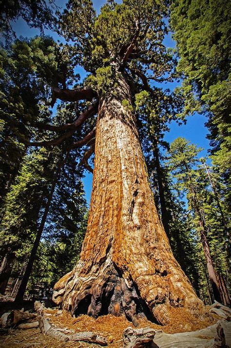 Grizzly Giant Sequoia - Mariposa Grove - Yosemite - California - USA ...