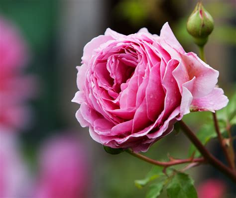 Rose Pink Flower Free Stock Photo - Public Domain Pictures