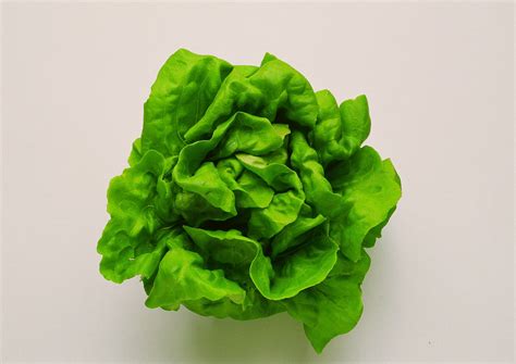 Organic Lettuce ButterHead | Kingseat Organics