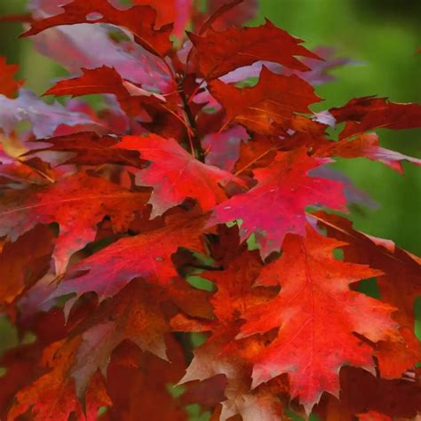 Texas Red Oak - Desert Shade Nursery