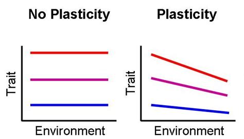 Life Lines: Phenotypic plasticity and moments of surprise | TBR News Media