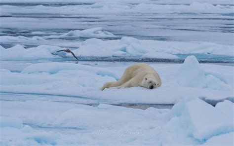 Polar bear resting on an ice floe in Svalbard, Norway. 81st parallel ...