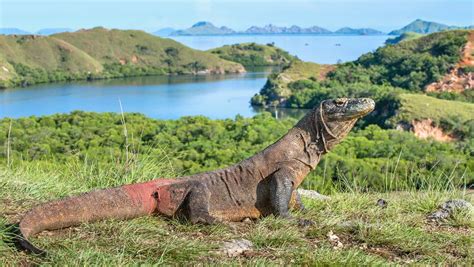 Virtual Tour Of Komodo Island Indonesia | Centre Holidays