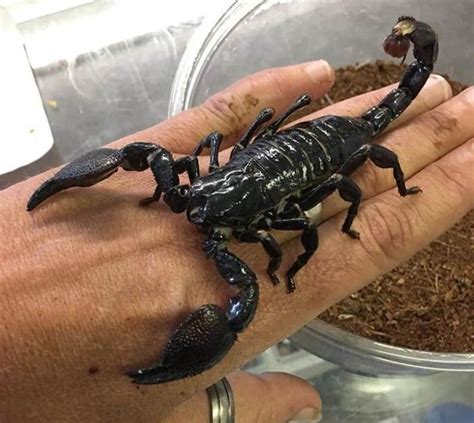 a person holding a scorpion in their hand