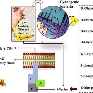 Results obtained in different approaches of E-waste bioleaching by... | Download Scientific Diagram