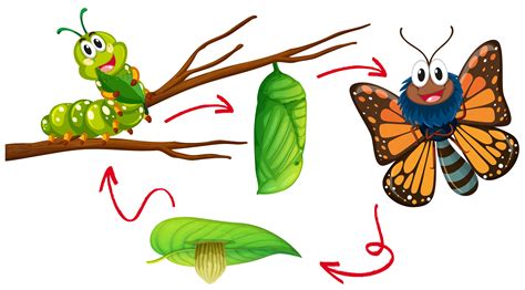 the life cycle of a butterfly on a tree branch with two caterpillars