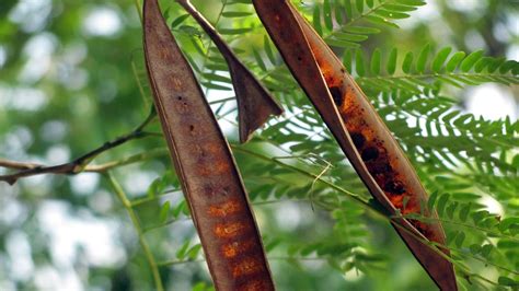 Reliable Predictability and the Carob Tree - Flint International