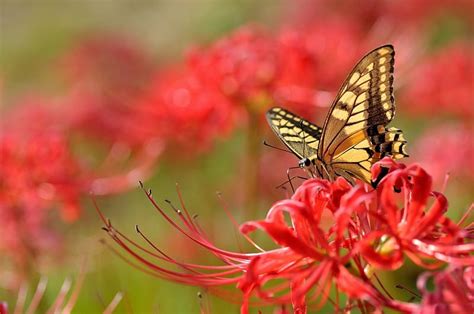 Butterfly, Animal, HD wallpaper | Peakpx