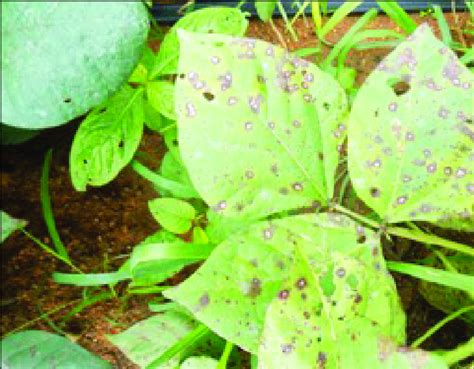 Cercospora leaf spot symptoms on mungbean leaves (Photo credit: Worldveg) | Download Scientific ...