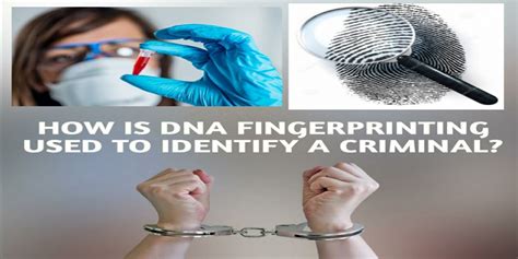 DNA Fingerprinting | How Is DNA Fingerprinting Used To Identify A Criminal?