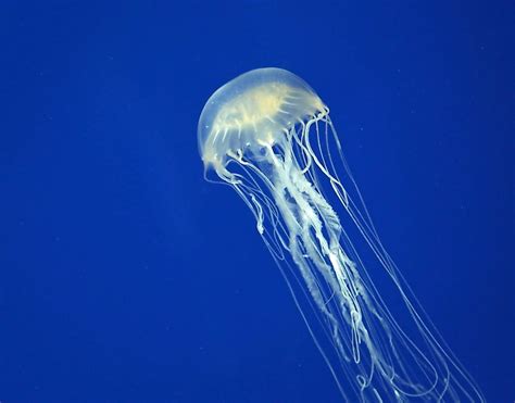 Australian Box Jellyfish - Animals of Oceania - WorldAtlas.com