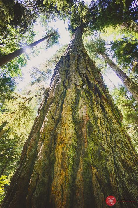 Looking up in wonder - Cathedral Grove — MiKSMedia Photography