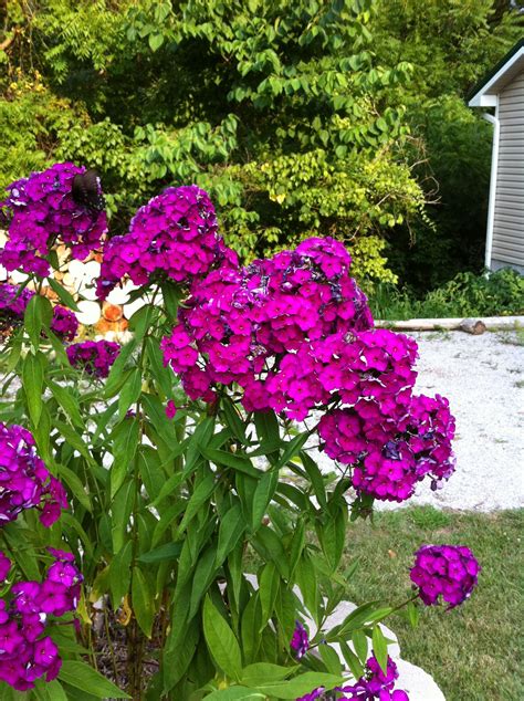 Our Phlox, perennial, 36" tall, summer bloom continues into fall, color: electric pink - Thanks ...