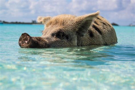 21 Wild Animals in The Bahamas [Wildlife in The Bahamas] - Kevmrc