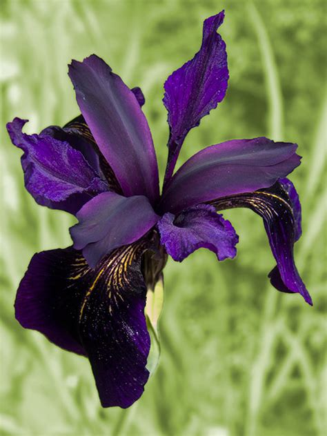 PlantFiles Pictures: Black Iris (Iris chrysographes) by LawrenceM