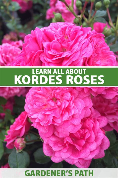 All About Kordes Roses and Their Best Flowers | Gardener’s Path