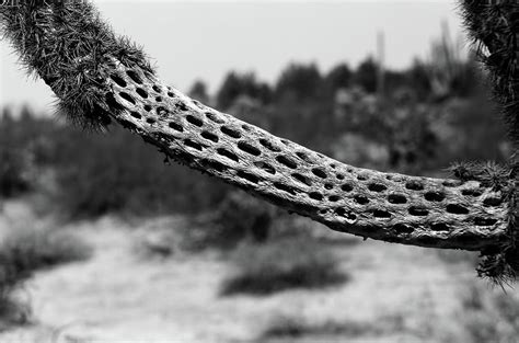 Cholla cactus skeleton Sonora Desert Arizona USA Photograph by Paul ...