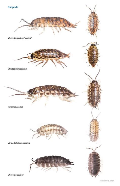 isopods chart - Google Search | Woodlice, Natural world, Crustaceans