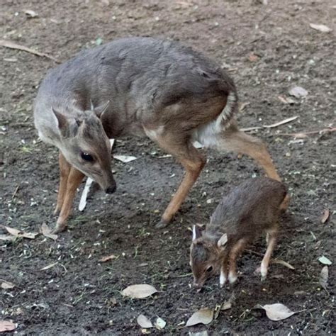 This Blue Duiker Baby Has a Red Rudolph Nose! - ZooBorns