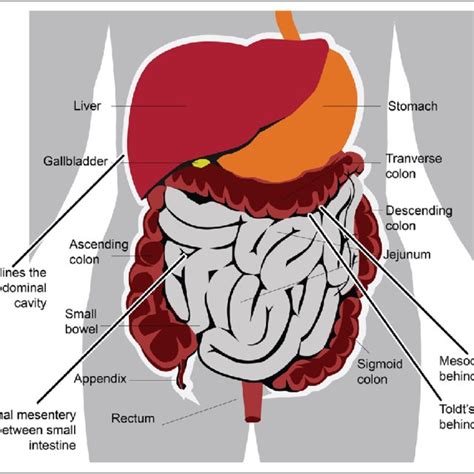 Mesentery Organ And Functions Preview Human Anatomy