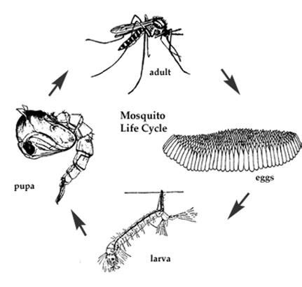 Figure 2. Life cycle stages of an Anopheles mosquito | Scientific Diagram