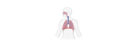 Respiratory Quotient: Definition & Examples I Research Tweet