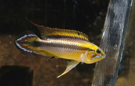 Apistogramma agassizii (Agassizi’s Dwarf Cichlid) — Seriously Fish