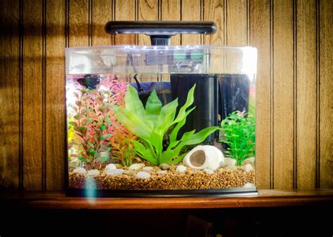 Betta Fish Aquarium Ideas | Aquarium Design Ideas