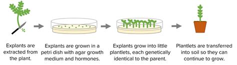 Cloning Process In Plants