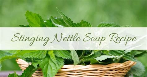 Nettle Soup Recipe + Health Benefits of Nettles