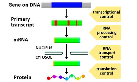 Environmental exposure, DNA methylation, gene regulation : DES lessons