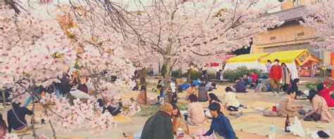 Le Hanami au Japon : le Festival des Cerisiers - Ambiance Japon™