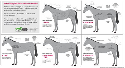 How to Evaluate Your Horse’s Weight - KPP