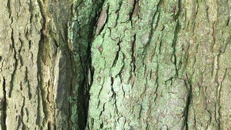 Horse Chestnut (Aesculus hippocastanum) - bark close up - May 2018 | Chestnut horse, Tree, Chestnut