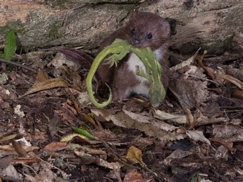 Bird count not body count: weasel study suggests recovery of native species more important than ...