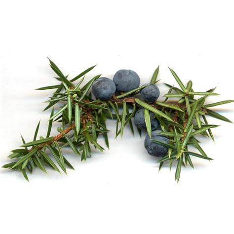 Juniper Berry Seeds (Juniperus communis) - Price €1.95