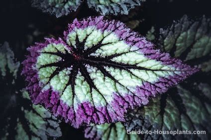 Rex Begonia House Plants - Begonia rex Picture, Care Tips