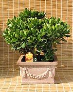 Succulent plant - Wikipedia