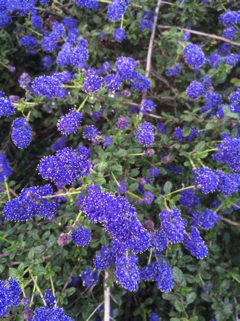 Ceanothus 'Midnight Magic' - Xera Plants