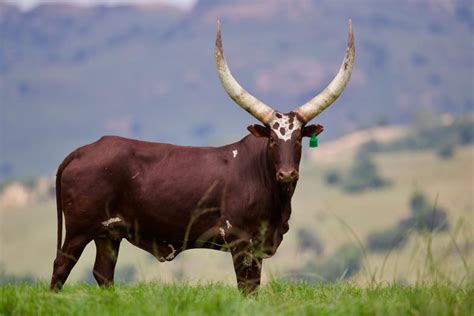 Ankole Cattle, South Africa