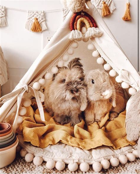 Aesthetic bunny | Pet bunny rabbits, Bunny room, Bunny mom