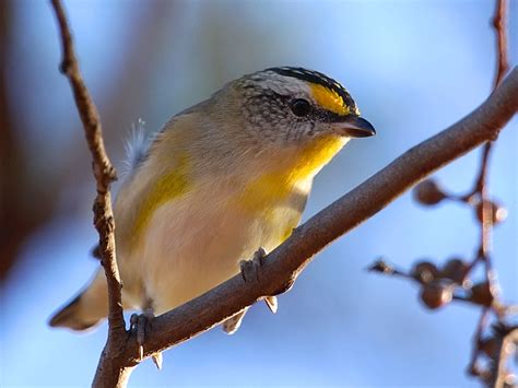 Striated Pardalote (Pardalotus striatus) | Gluepot Reserve, … | Flickr