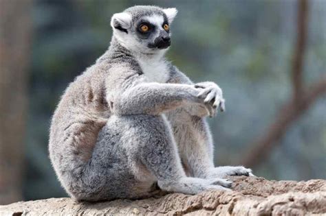 Meme Creator - lemur Meme Creator!