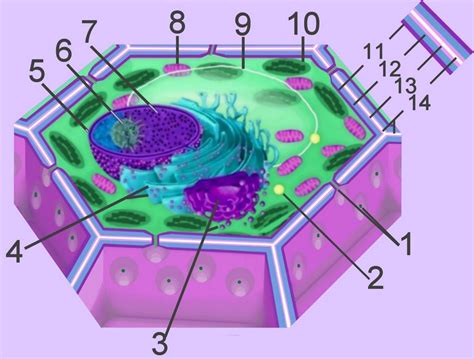 Cell Biology: plant cell